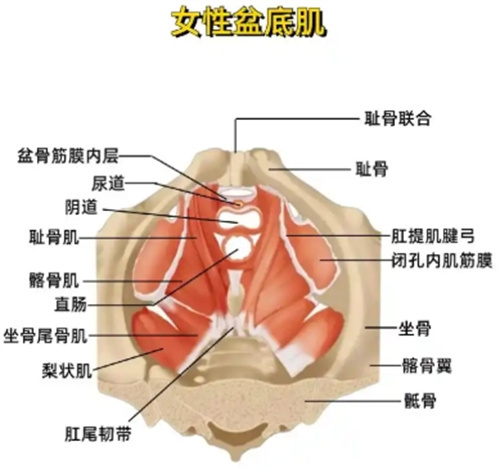 产后修复避坑指南:这十大“智商税”项目,90%妈妈都踩过!